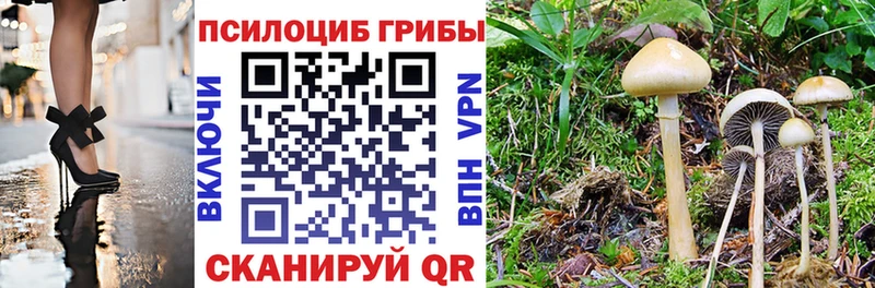 Псилоцибиновые грибы Psilocybe Балашов